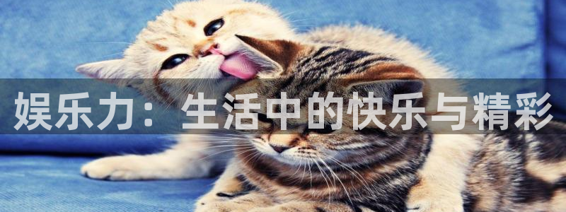 天天市场app下载：娱乐力：生活中的快乐与精彩